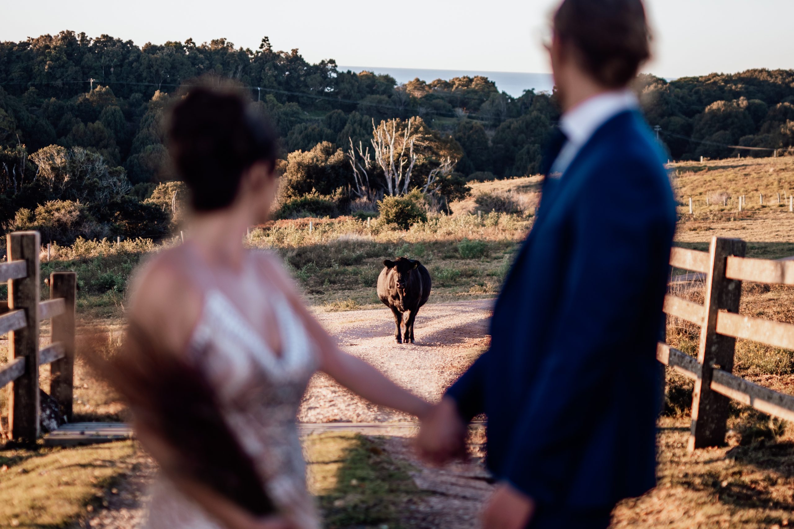 Newly wedded couple at Aurora House Byron Bay looking back at a cow on the property
